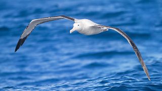 Low Energy Consumption Flights: Experimental Study on Wandering Albatrosses