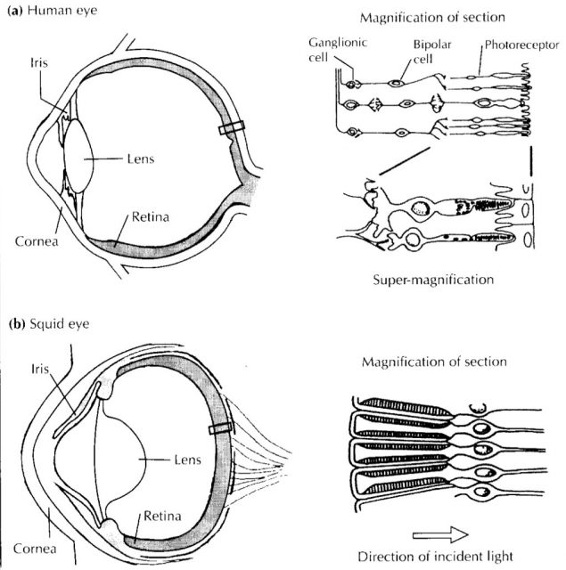 squid number of eyes