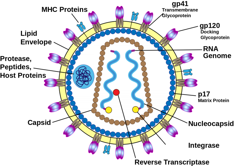 Human Immunodeficiency Virus Structure - Mapping Ignorance