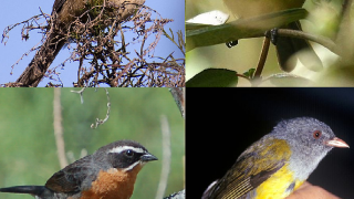 Plumage evolution: testing hypotheses in tanagers