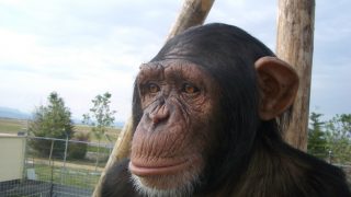 Mid-life crisis in great apes