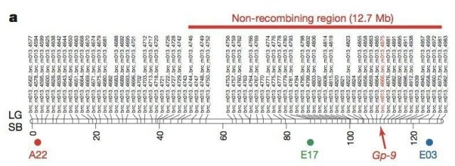 Fig.1 Social chromosome (S) showing the large non-recombinant region, or supergene, which only appears in ants from polygyne colonies. The location of Gp-9 inside the non-recombining region is shown. 