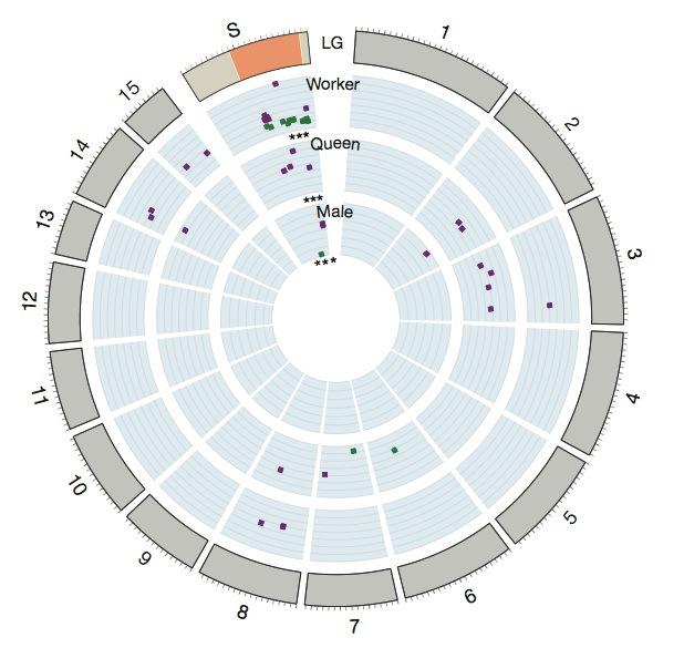 Fig. 2 Schematic of the S. invicta chromosomes. Genes that are expressed differently in the Gp-9BB and Gp-9Bb phenotypes are predominantly expressed within the orange non-recombinant region of the S chromosome, either for workers, queens, or males.