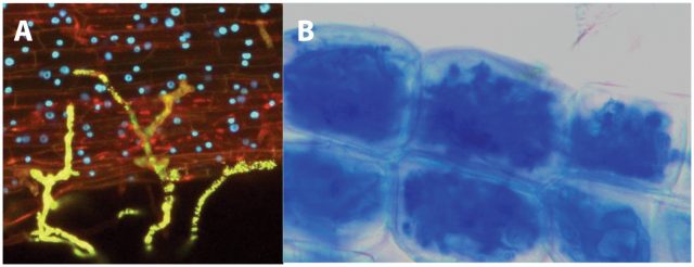 Figure 1. Establishment of the mycorrhizal symbiosis. An AMF contacts the surface of a legume root, by producing swollen structures called hyphopodia (in yellow) (A). The AMF colonizes the inner cortical cells, producing highly branched structures called arbuscules. Notwithstanding the massive colonization, the plant cells remain alive (B). | Credit: Corradi and Bonfante, 2012