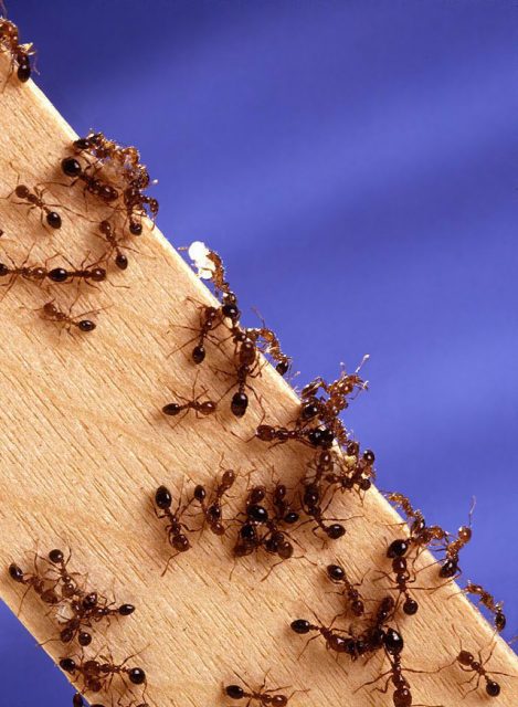 Fire ants | Credit: Wikimedia Commons