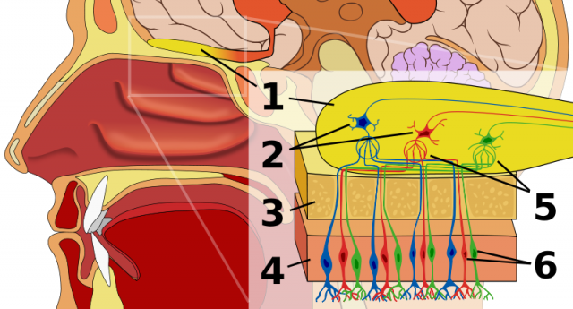 Figure 1: Human olfactory system. 1: Olfactory bulb 2: Mitral cells 3: Bone 4: Nasal epithelium 5: Glomerulus (olfaction) 6: Olfactory receptor cells. | Credit: Wikimedia Commons