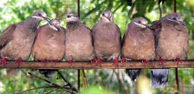 Fig. 1. Do we still think of hybridization as pigeon breeders do?| Credit: Wikimedia Commons