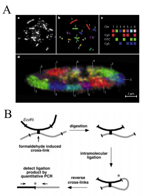 FIG2: (A) Chromosome territories in chicken. a) Diploid, chicken metaphase chromosomes. b) The same metaphase chromosomes after multicolour fluorescence in situ hybridization (FISH). c) Colour legend. d) Mid-plane light optical section through a chicken fibroblast nucleus shows mutually exclusive chromosome territories (CTs) during intephase with homologous chromosomes seen in separate locations. | Credit: T. Cremer and C. Cremer. 2001.Chromosome territories, nuclear architecture and gene regulation in mammalian cells. Nat Rev Genet. 2001 Apr;2(4):292-301.(B) Schematic representation of the Dekker´s assay: formaldehyde cross-linking, Eco RI digestion, intramolecular ligation, and PCRmediated detection of ligation products after reversal of the cross-links. The asterisk indicates the newly formed restriction site. | Credit: Dekker J., et al. 2002. Capturing Chromosome Conformation. Science 295, 1306.