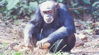 Chimpanzees know which tool will be effective