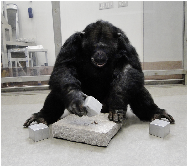 Figure 2. A chimpanzee using a cuboid-shaped hammer to crack open a nut in a pit of the anvil.| Credit: Schrauf et al. 2012