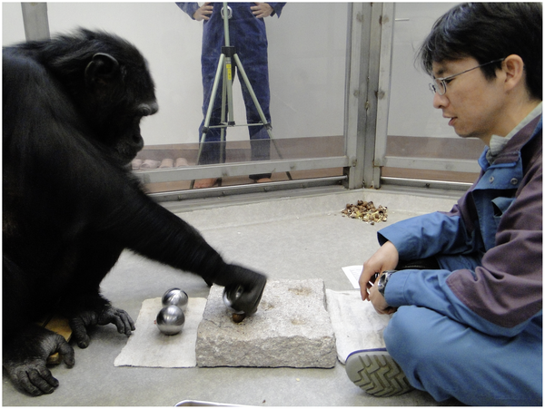 Figure 3. A chimpanzee using a spherical hammer to crack a nut in a pit of the anvil. | Credit: Schrauf et al. 2012