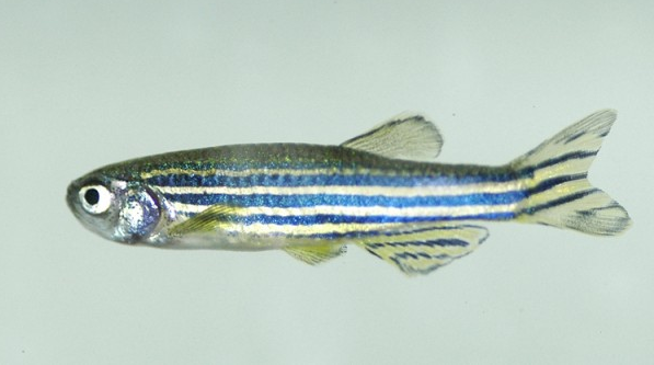 Figure 3. The star of the work by Pan and collaborators, the funny zebrafish that most of us have kept at home aquariums without knowledge of its relevance for modern biology | Credit: http://www.technewscentral.co/japanese-scientists-capture-the-thought-formation-in-brain/attachment/1/