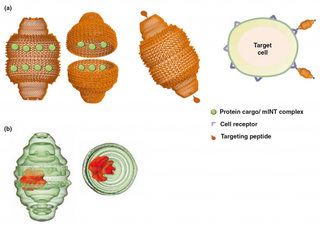 Figure 5. Representation of strategies currently being studied for the use of vaults as biotechnological transport devices. See text for details | Credit: Casanas et al (2012)