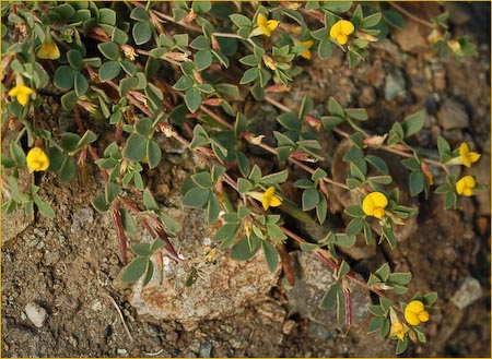 Figure1. Acmispon wrangelianus | Credit: Reny Parker, www.renyswildflowers.com