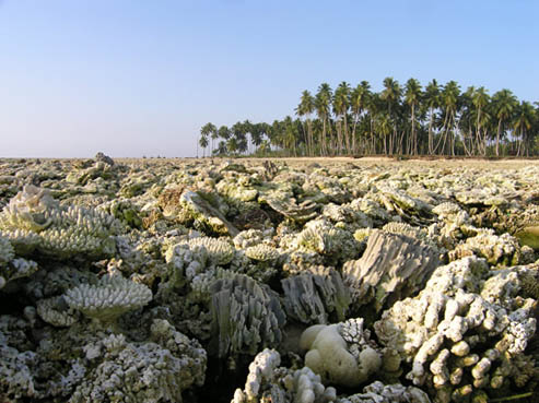 Figure 1: Example of the massive uplift of coral reefs along the Sumatran shoreline due to the 2004 megaquake. Hectares of local reefs were uplifted 2 to 3 meters and consequently killed by the exposure to the atmosphere.| Credit: C. Shuman (http://www.reefcheck.org)