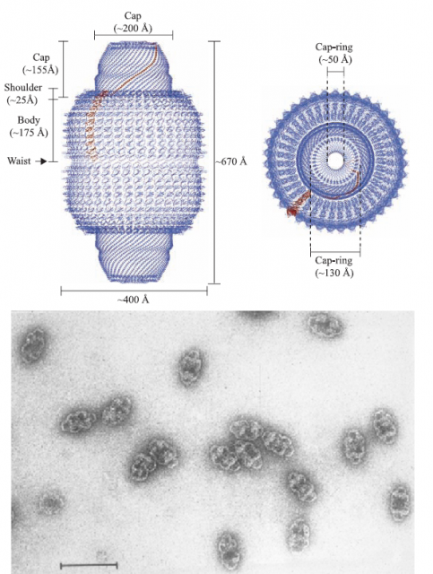 Figure 1. The curious case of the vault particle structure. Above, a beautiful schematic structure as depicted by crystallographic analysis (source: ref. 1); down, a photograph showing how vaults look like using electron microscopy | Credit: http://www.vaults.arc.ucla.edu/pages/sci-history