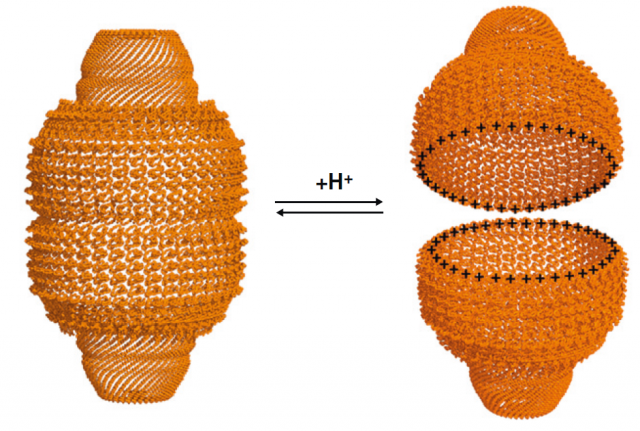 Figure 2. Vaults are able to open and close depending on the pH changes of their surroundings | Credit: Querol-Audi et al (2009)