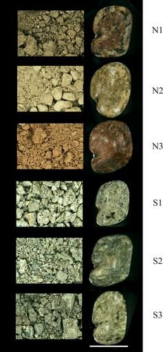 Figure 3. Photographs showing soil and A. wrangelinus seed color matches in three nonserpentine (N) and three serpentine soils (S) | Credit: Porter (2013)