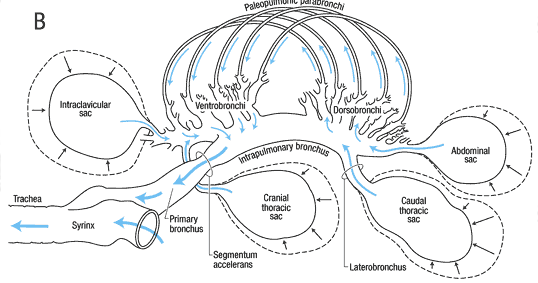 Figure 3B. Schematic representation of the lungs and air sacs of a bird and the pathway of gas flow through the pulmonary system during expiration. For purposes of clarity, the neopulmonic lung is not shown. | Credit: http://www.ivis.org