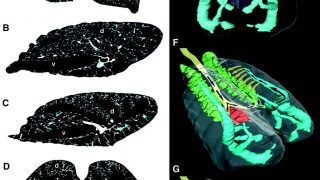 Triassic lungs: Unidirectional flow in alligators’ breathing