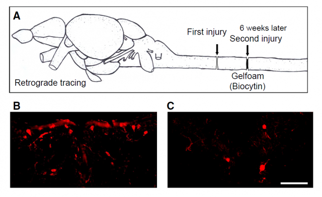 Figure 4. Diagram showing the strategy followed to analyze the neuronal regeneration after injury. Red staining labels neuronal populations after the injury; the right panel corresponds to knockdown of MVP and visibly the presence of neurons is drastically reduced | Credit: Pan et al (2013) 