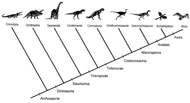 Figure 2. Archosaurs evolution tree