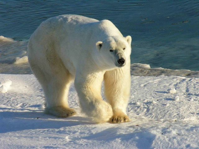 Figure 1. Polar bear (Ursus maritumus). Do not be misled by the movie riddle: there are no bears in the North Pole. (Not yet). | Credit: Wikimedia Commons