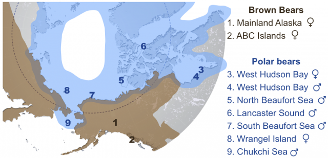 Figure 3. Location of the selected specimens of polar and brown bears included in the study. Distribution ranges of polar (blue) and brown bears (brown) in the area are also depicted. | Credit: Cahill et al. 2013