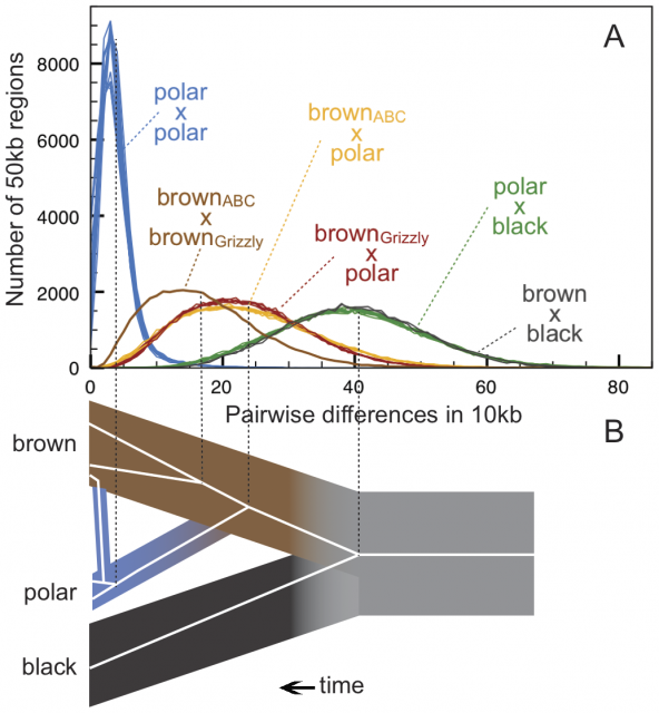 Figure 4. A) Genetic pairwise distances among the different bear lineages within a selection of 42,000 genomic fragments. Polar bears show a very uniform and homogeneous signal (blue), while the two brown bears show more intraspecific variation (brown). Polar bears show a slightly higher affinity to ABC brown bears (yellow) than to mainland, brown bears (red). Both, polar and brown bears are equally distant to the black bear, chosen as outgroup. B) Sketch of the evolutionary history of brown and polar bears showing the introgression discovered within ABC population. | Credit: Cahill et al. 2013