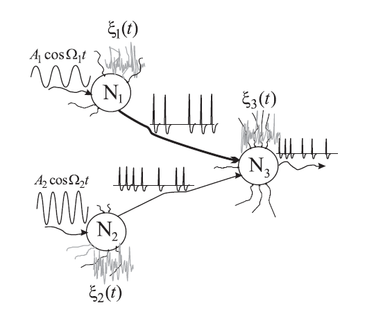 Three- neuron system used in the study. N1 and N2 are the sensor neurons, and N3 is the interneuron. A1cosΩ1t and A2cosΩ2t are the input tones, and ξ1(t), ξ2(t) and ξ3(t) the noise. | Credit: Ushakov et al.
