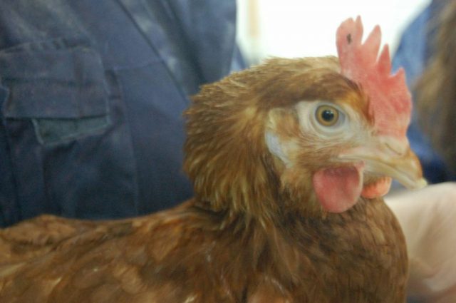 Unmarked chicken | Credit: Ramón Escobedo