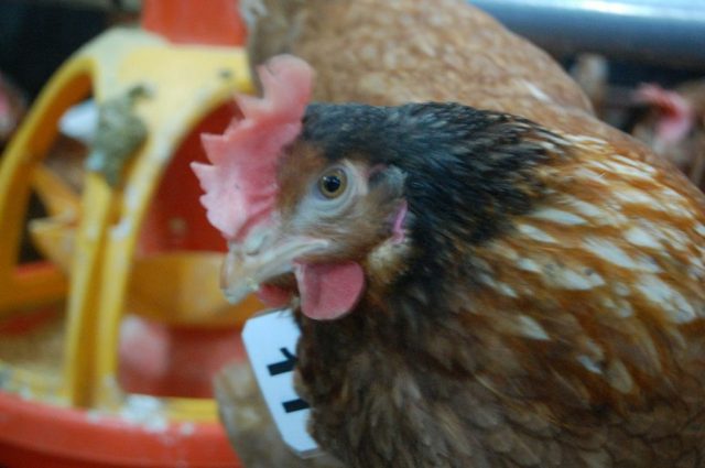 Marked chicken | Credit: Ramón Escobedo