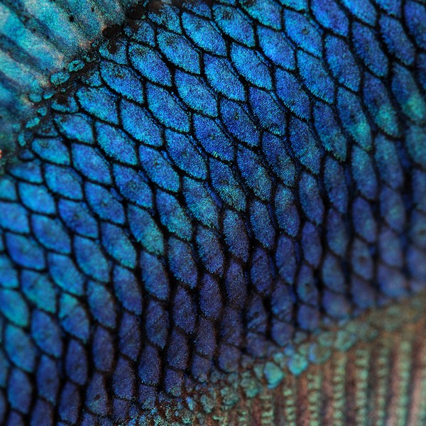 Figure 1. Fish scales provide a perfect combination of both protection and flexibility. | Credit: www.shutterstock.com
