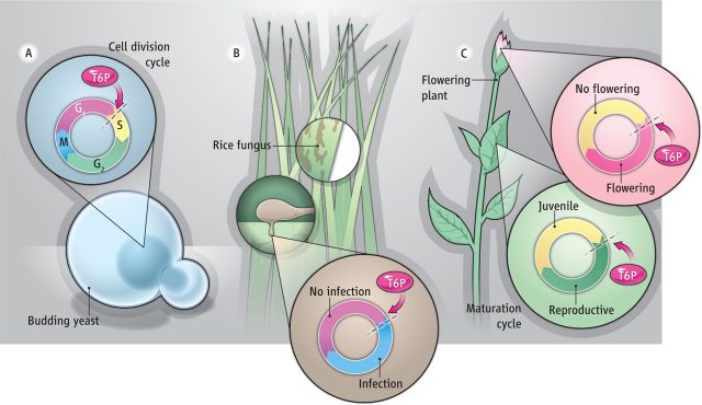 Figure 1. Trehalose-6-phosphate (T6P) acts as an energy checkpoint in developmental processes A) In yeast to control cell division B) In the blast fungus Magnaporte oryzae to initiate rice infection C)In flowering induction both in the leaves and the shoot apical meristem | Credit: Danielson JÅH, Frommer WB (2013) Plant science. Jack of all trades, master of flowering. Science 339:659-60