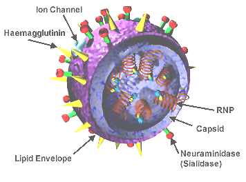Figure 2. Structure of the influenza virion. | Credit: Wikimedia Commons