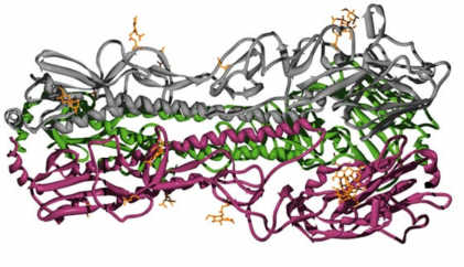 (Figure 4. Structure of Influenza Hemagglutinin Protein. | Courtesy of Sino Biological Inc.