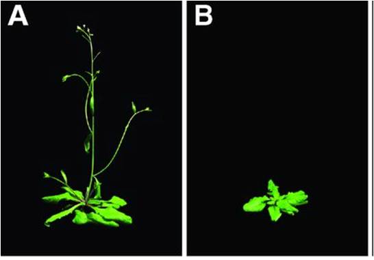 Figure 2. Flowering time phenotypes of A.thaliana wild-type (A) and genetically modified plants with reduced T6P levels | Credit: modified from Wahl et al. (2013)