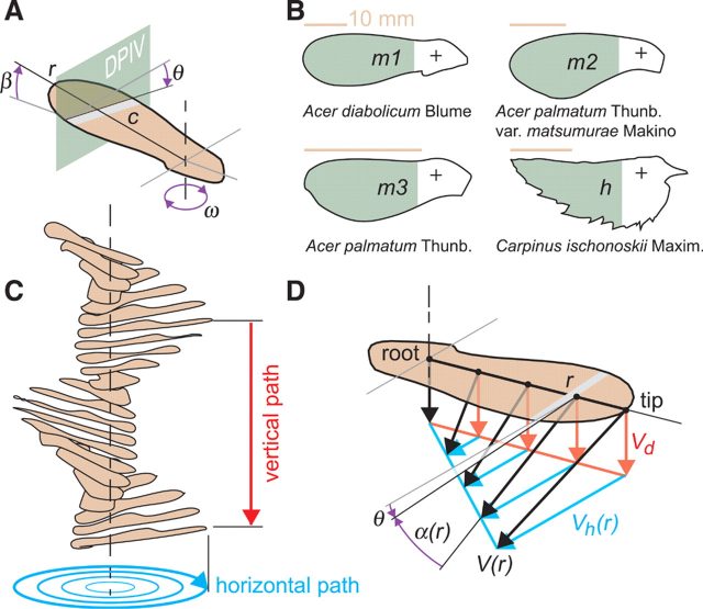 Kinematics and morphology of all four autorotating seeds studied. (A) Free-flight parameters: local wing radius, r; local chord length, c; pitch angle, θ; cone angle, β; angular velocity, ω. (B) Planform of the three maple seeds (m1, m2, m3) and hornbeam seed (h); the green area indicates the region for which DPIV around the wing was performed. + indicates the center of gravity, which corresponds closely to the center of rotation. (C) Free-flight sequence of an autorotating seed showing both the vertical (red) and horizontal, circular translation (blue) of a wing section during a full period. (D) Definition of the local geometric angle of attack and the effective aerodynamic angle of attack, α.