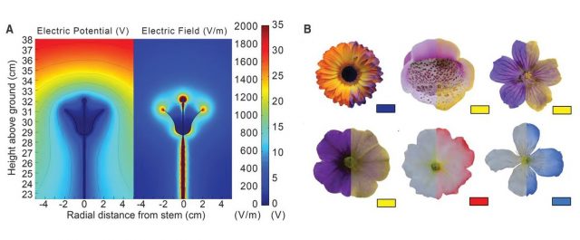 Figure 1. A) Simulation of the electric potential (left) and magnitude of the electric field (right) around a flower in the presence of the average atmospheric electrical gradient of 100 V/m. B) Daniel Robert and his colleagues sprayed different flowers with electrostatic colored powder, showing the parts of the flower where the electric field is stronger. | Credit: Clarke et al (2013)