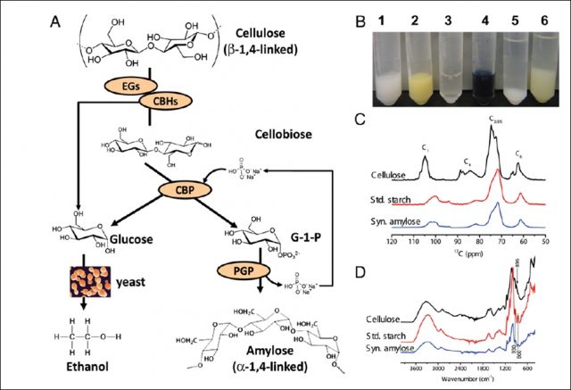 Figure 1. The two-steps synthetic cellulose to amylose enzymatic pathway (A) Characterization of synthetic starch by iodine dying (1 cellulose suspension, 2 cellulose solution with iodine; 3 starch made from cellulose mediated by the four-enzyme mixture; 4; synthetic starch with iodine; 5 precipated starch with ethanol, 6; precipitated starch with supplemented glucose oxidase) (B) Validation of synthetic amuylose by the hydrolysis of glucoamylase (C, D) | Credit You et al (2013)