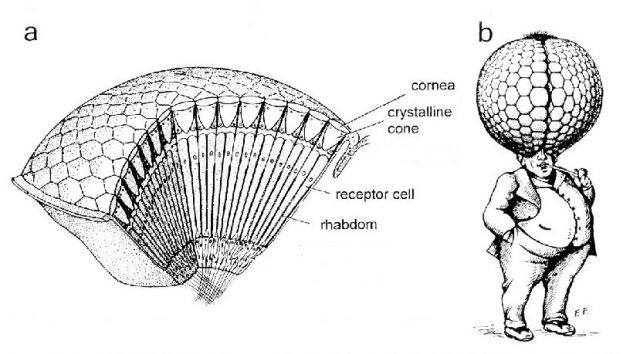 Figure 1. a) Structure of a typical apposition compound eye. b) Classic drawing by Kirschfeld showing the size that a compound eye must have to match the resolution of the human eye. | Credit: taken from the book “Animal Eyes” by Land and Nilsson.