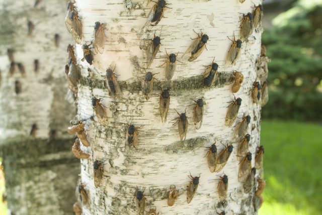Figure 2. A photograph taken during the 2007 emergence of brood XIII in Illinois. | Credit: Wikimedia Commons