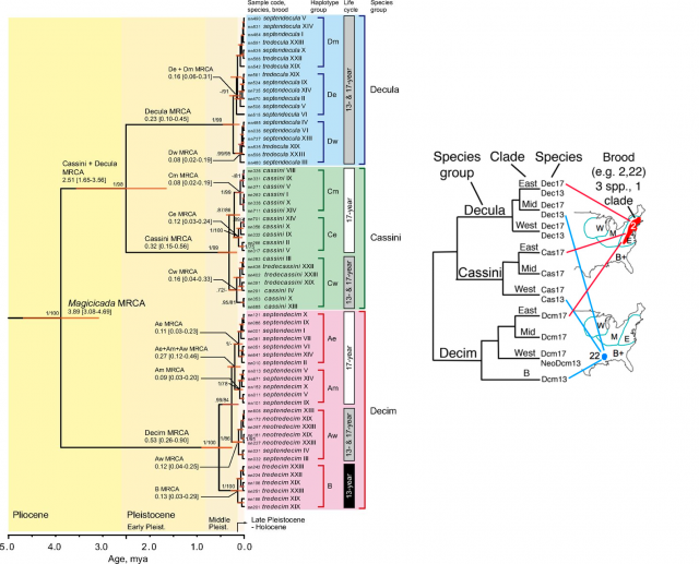 Figure 6. Left: phylogenetic reconstruction of the genus Magicicada by Sota et al. (2013). The clades including the three morphospecies (Decim, Cassini and Decula) are highly structured geographically, and many of those lineages show both, 13y and 17y cycles. Right: simplification of the same phylogeny by Berlocher (2013). | Credits: Sota, T., Yamamoto, S., Cooley, J. R., Hill, K. B. R., Simon, C. & Yoshimura, J. 2013. Independent divergence of 13- and 17-y life cycles among three periodical cicada lineages. Proc. Natl. Acad. Sci.110, 6919–6924. and Berlocher, S. H. 2013. Regularities and irregularities in periodical cicada evolution. Proc. Natl. Acad. Sci.110, 6620–6621.