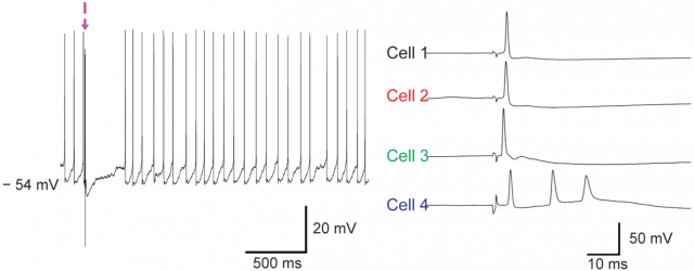 Figure 4. In vitro brain slice intracellular recording from mouse, cortical neurons. Left plot, electrically-evoked excitatory postsynaptic potential. Right plot, expanded membrane potential records from four different cortical neurons. | Credit: Yoon et al. (2013). 