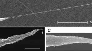 Carbon nanotubes to study neuron activity