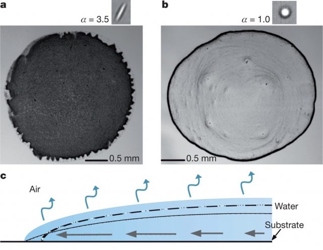 Figure 1. Images of the final distributions of ellipsoids (a) and spheres (b) after evaporation. Insets, particle shape. (c) Schematic diagram of the evaporation process, depicting capillary flow induced by pinned edges. | Credit: Yunker et al (2011)
