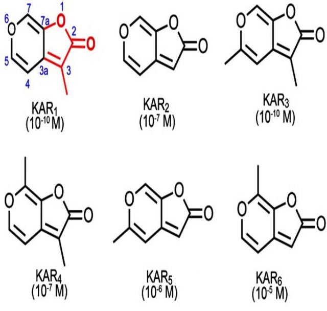 Figure 2. Chemical structure of karrikins and half maximal effective concentration of each one (EC50) using Solanum orbiculatum | Credit: modified from Guo et al. ( 2013)
