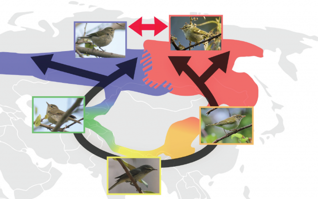 Figure 2. the classical example of the species ring of the greenish warbler (Phylloscopus nitidus). A continuum of populations live around the Himalayas. Usually, adjacent populations would have similar ethological patterns and compatible mating calls (black arrows), but at the Northern edge of the distribution, Eastern and Western populations differ greatly and behave as two distinct, reproductively incompatible, lineages (red arrows). | Credit: Wikimedia Commons