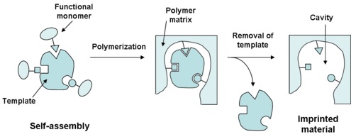 Figure 1. Molecular imprinting technique: the polymerization takes place in the presence of a template which will be later removed, leading to a cavity in the "imprinted" polymer. | Credit: Wikimedia Commons