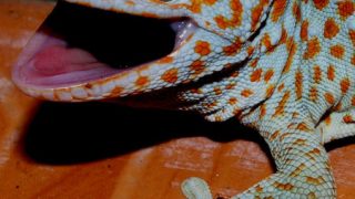 Quantum mechanics in biological systems (II): Gecko´s adhesion